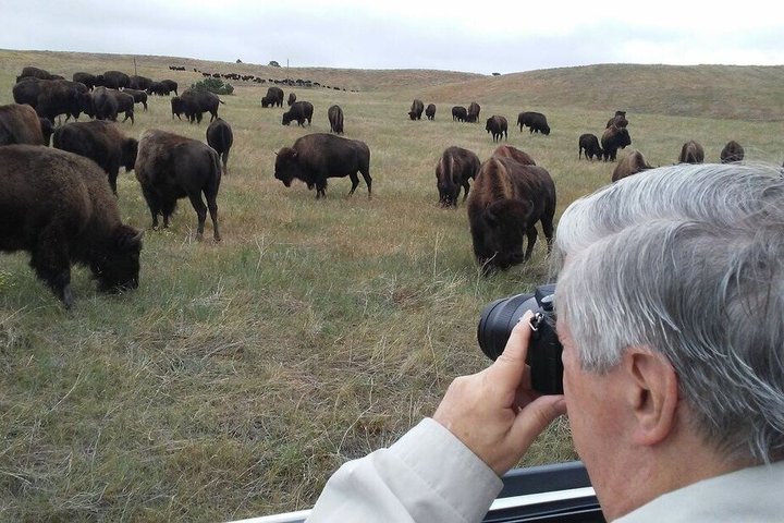 Private Ultimate Open-Top Bison Safari in Custer State Park