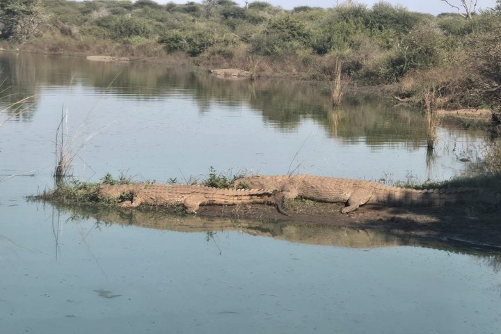 Kruger Park 1-day Safari from Maputo (Open-backed Safari Vehicle)