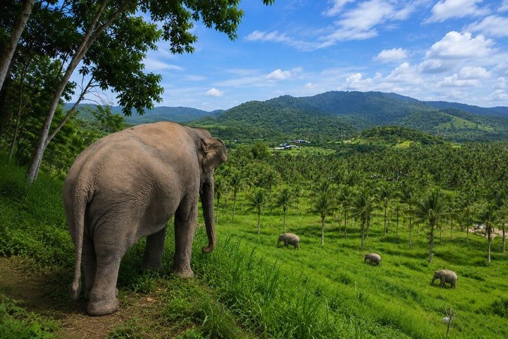 Living Green Elephant Sanctuary Tour from Bangkok and Pattaya