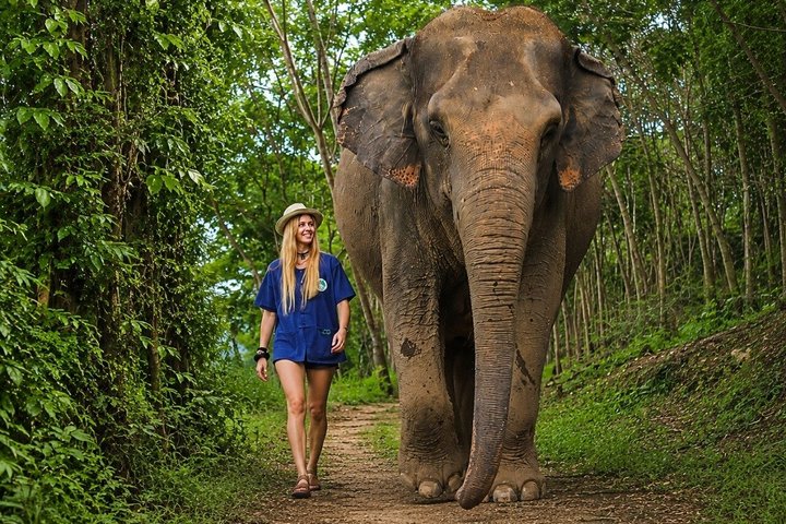 Living Green Elephant Sanctuary Tour from Bangkok and Pattaya