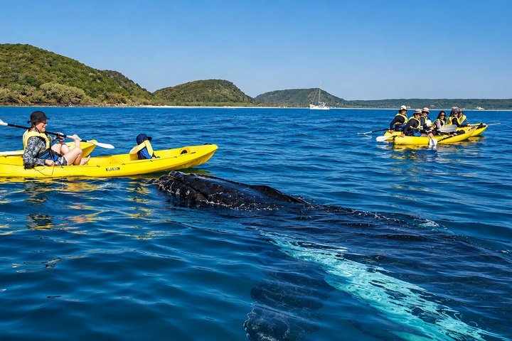 Rainbow Beach: Whale Watching Ocean Kayak Tour & Beach 4X4