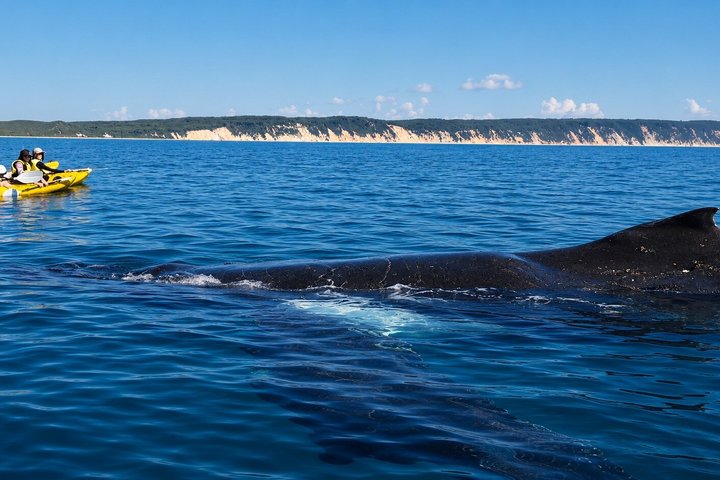 Rainbow Beach: Whale Watching Ocean Kayak Tour & Beach 4X4