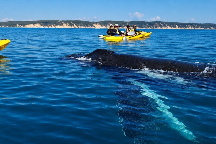 Rainbow Beach: Whale Watching Ocean Kayak Tour & Beach 4X4