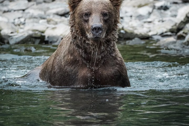 Brooks Falls Bear Viewing