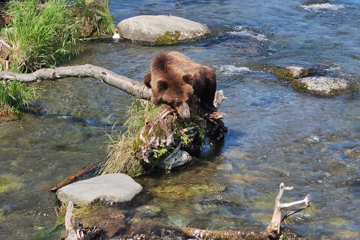Brooks Falls Bear Viewing