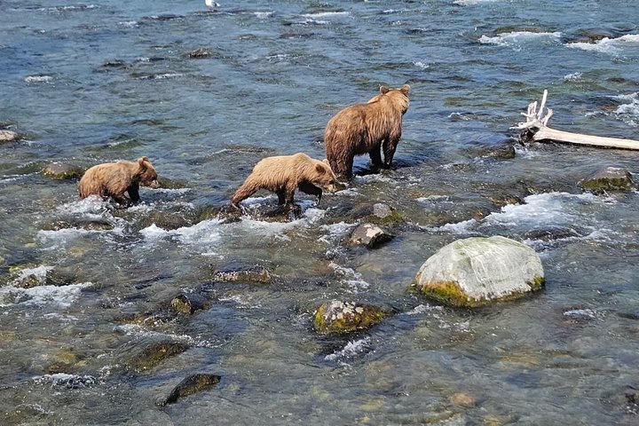 Brooks Falls Bear Viewing