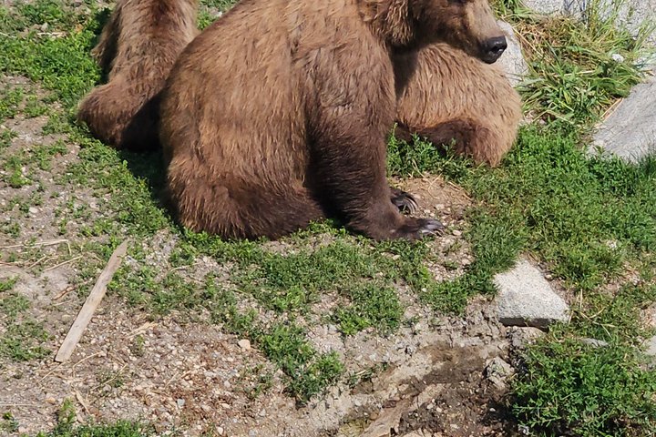 Brooks Falls Bear Viewing