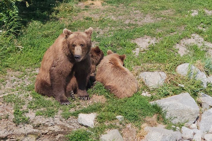 Brooks Falls Bear Viewing
