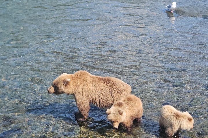 Brooks Falls Bear Viewing