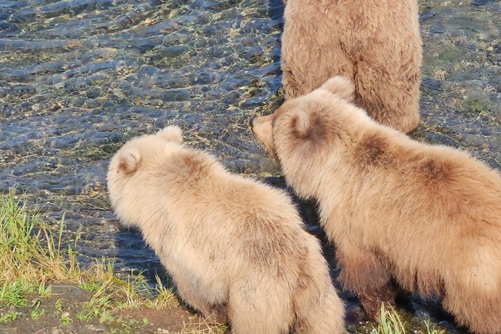 Brooks Falls Bear Viewing