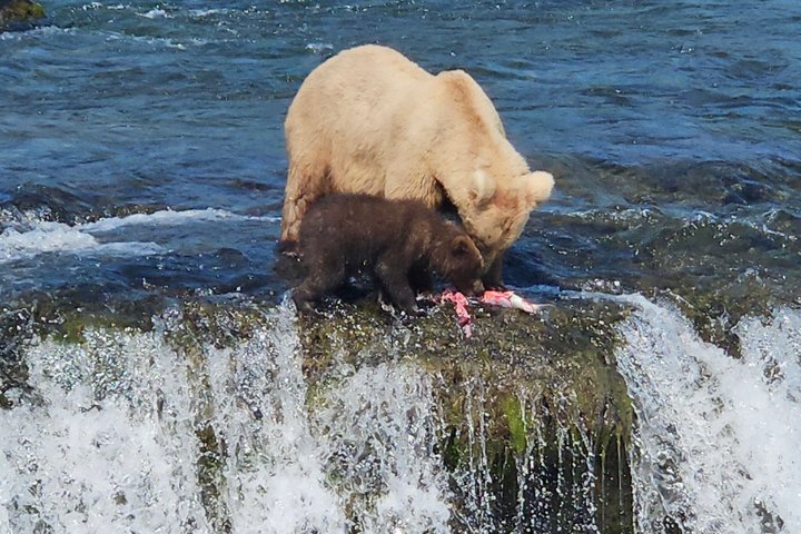 Brooks Falls Bear Viewing