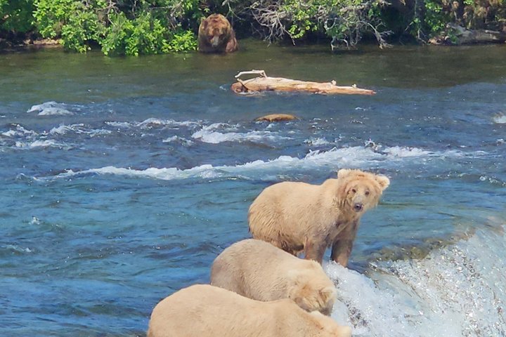 Brooks Falls Bear Viewing