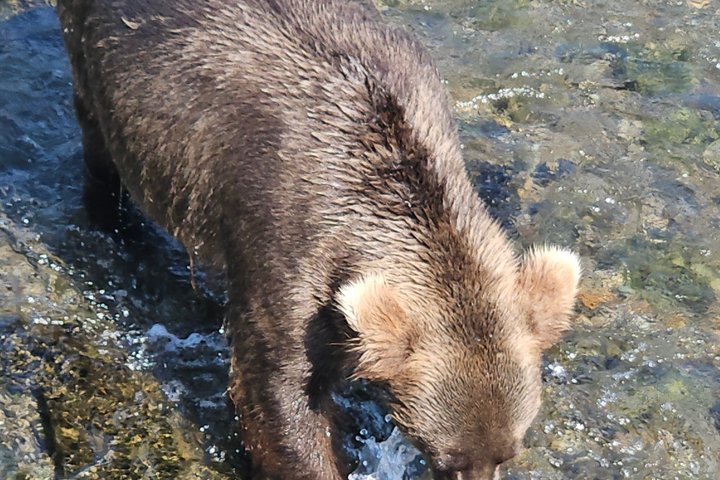 Brooks Falls Bear Viewing