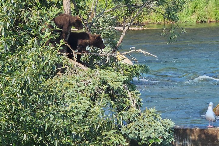 Brooks Falls Bear Viewing
