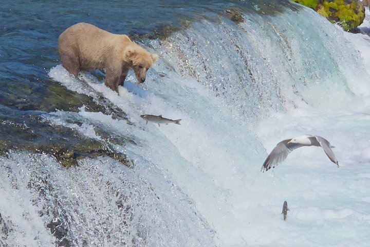 Brooks Falls Bear Viewing