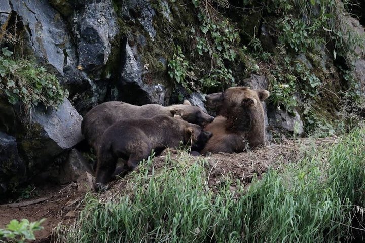 Brooks Falls Bear Viewing
