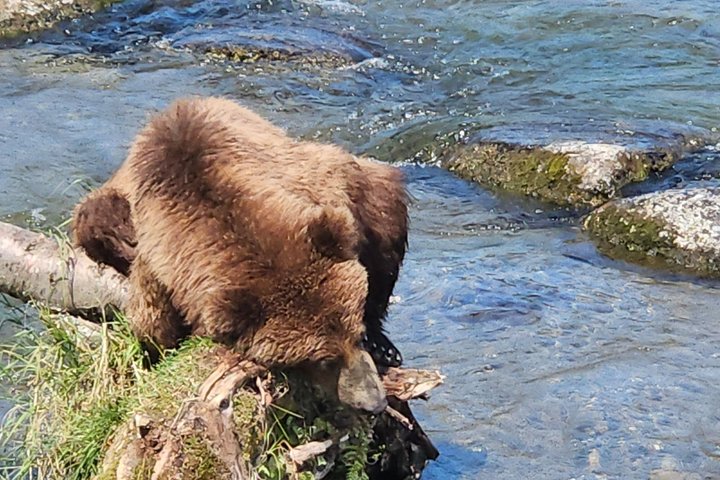 Brooks Falls Bear Viewing