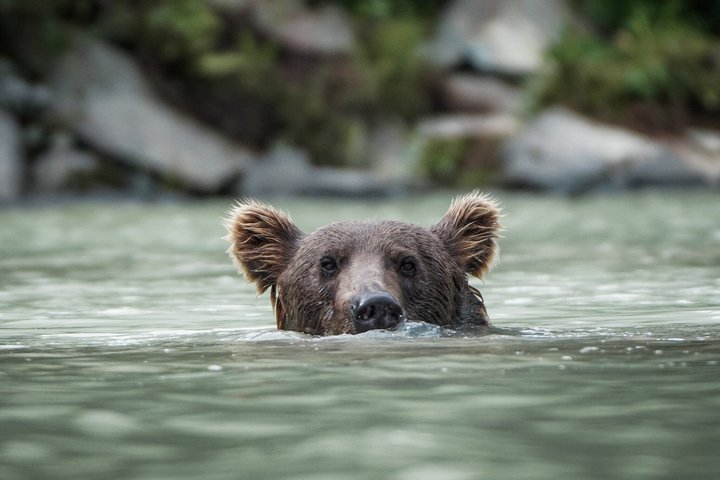 Brooks Falls Bear Viewing