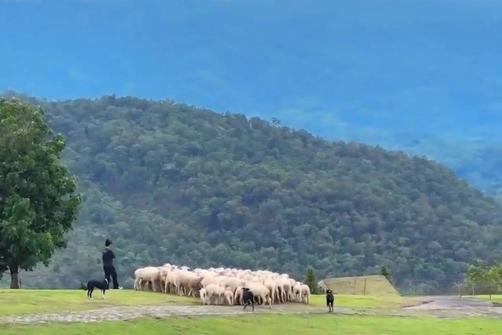 Chiang Rai to Chiang Mai Private Scenic Transfer Tour