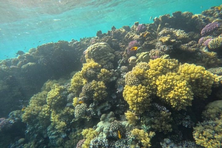 Tiran Island Snorkeling , Diving Cruise & Lunch - Sharm El Sheikh