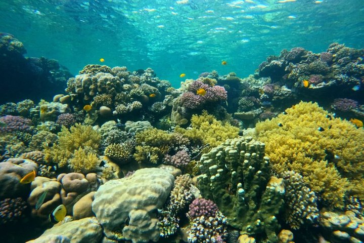 Sharm El Naga Full Day Snorkeling with Turtles & Lunch – Hurghada