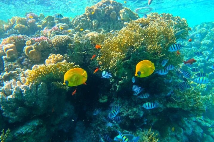 Sharm El Naga Full Day Snorkeling with Turtles & Lunch – Hurghada