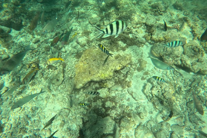 From Cebu: Island Hopping to 3 islands with BBQ lunch