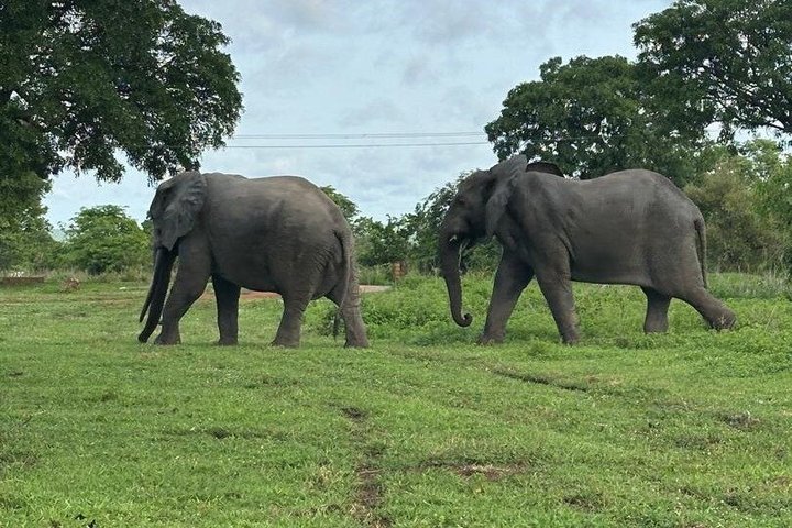 3 days (2 nights) Elephants safari private experience