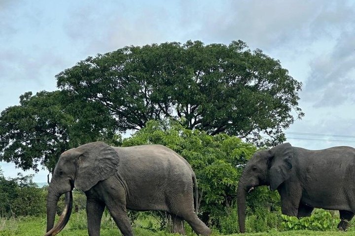 3 days (2 nights) Elephants safari private experience