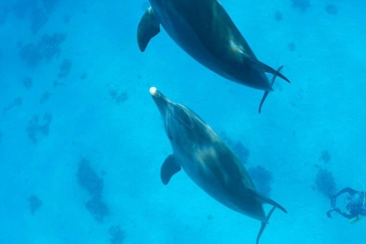 Abu Dabbab Full Day Snorkeling with Turtles & Dugong – Hurghada