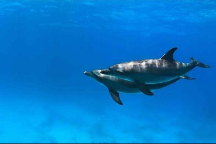 Sharm El Naga Full Day Snorkeling with Turtles & Lunch – Hurghada