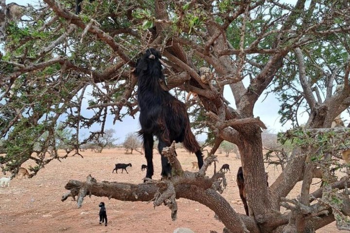 Taghazout Goat Trees & Souk El Had and hotel pickup included