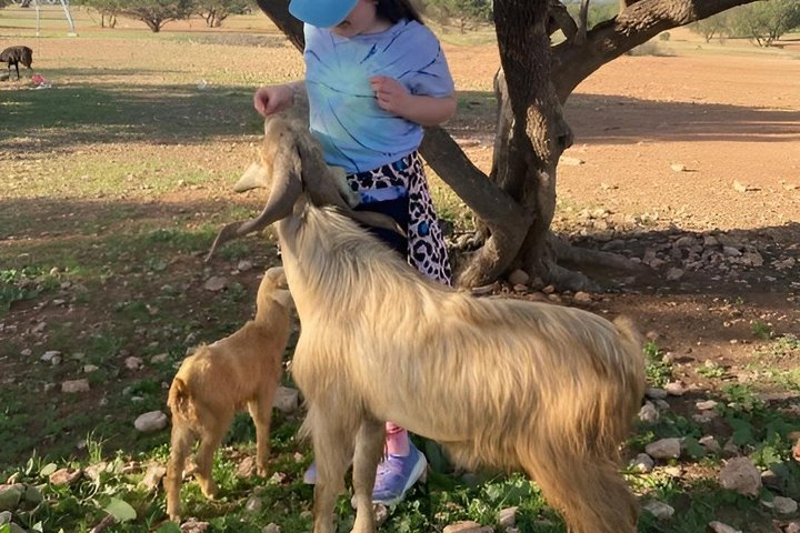 Morning Goats on Argan Trees & Souk El Had Agadir Tour