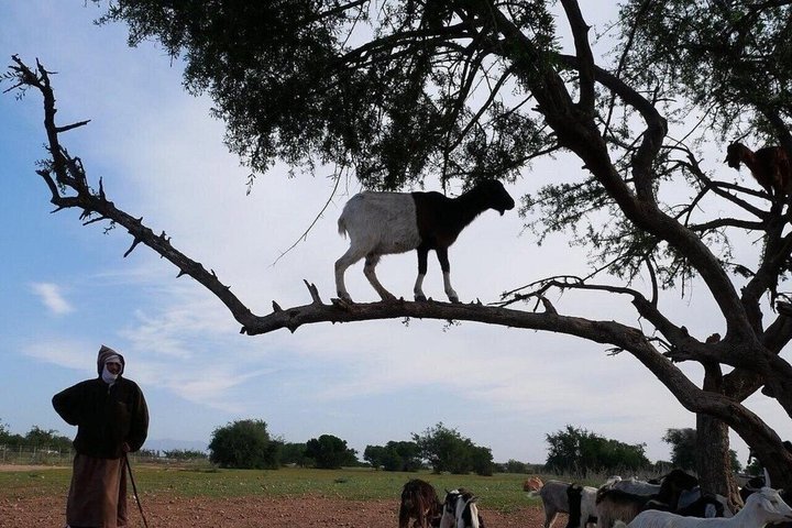 Morning Goats on Argan Trees & Souk El Had Agadir Tour