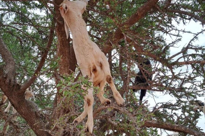 Morning Goats on Argan Trees & Souk El Had Agadir Tour
