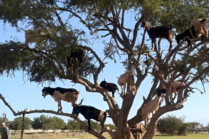 Taghazout Goat Trees & Souk El Had and hotel pickup included