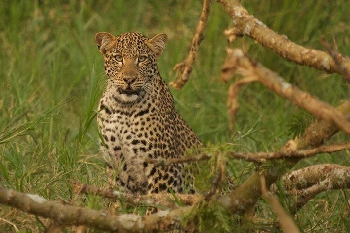 2 Days Akagera Wildlife Safari( pick up and drop off)