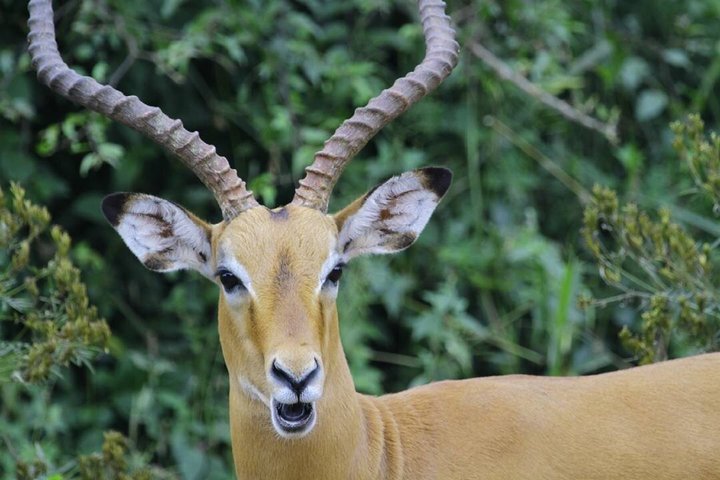 2 Days Akagera Wildlife Safari( pick up and drop off)
