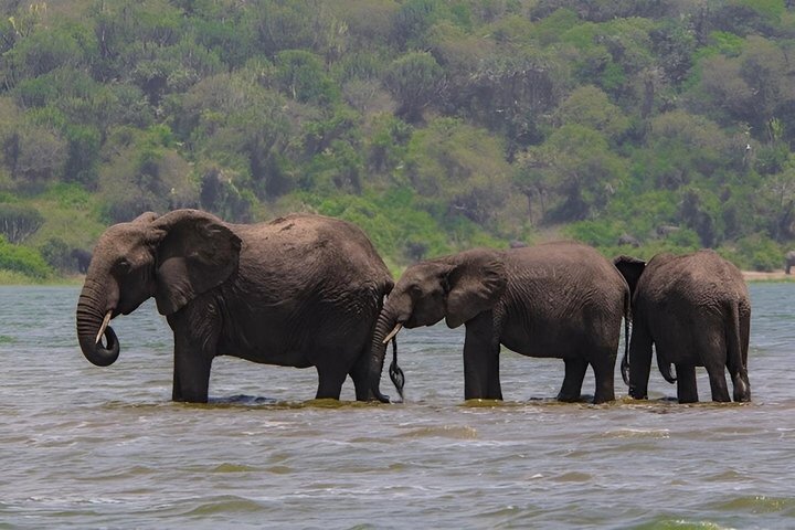 2 Days Akagera Wildlife Safari( pick up and drop off)