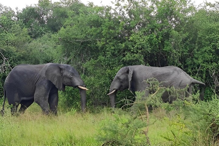 2 Days Akagera Wildlife Safari( pick up and drop off)