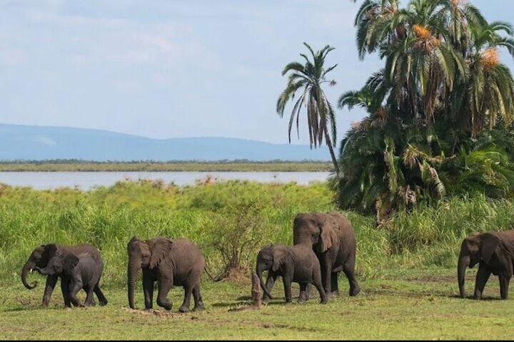 2 Days Akagera Wildlife Safari( pick up and drop off)