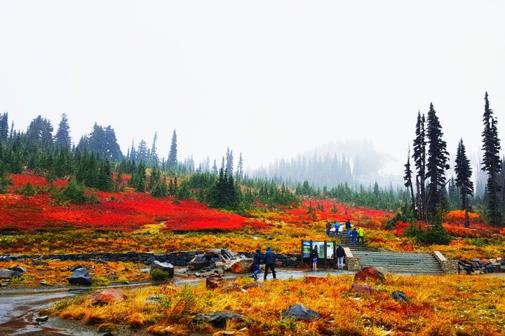 Mt. Rainier National Park Seattle 1-Day Small Group In-Depth Tour