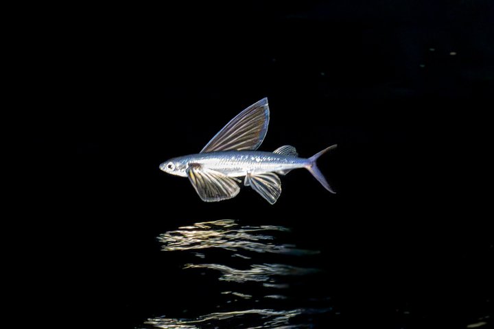 Catalina Nighttime Flying Fish and Undersea Adventure Cruise