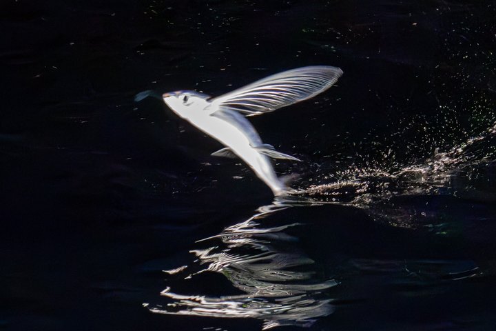 Catalina Nighttime Flying Fish and Undersea Adventure Cruise