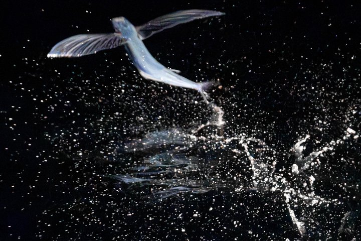 Catalina Nighttime Flying Fish and Undersea Adventure Cruise