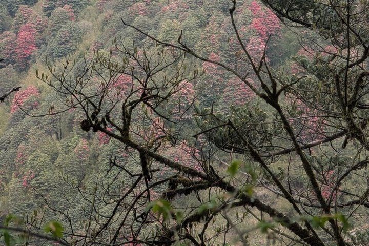 Sandakphu 6 Day Trek with Guide and Meals