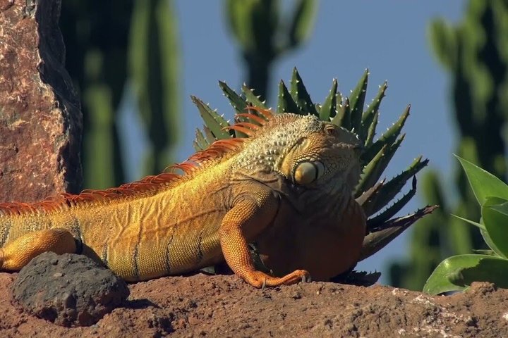 agadir crocoparc tickets with pick-up and return transfer All-Inclusive