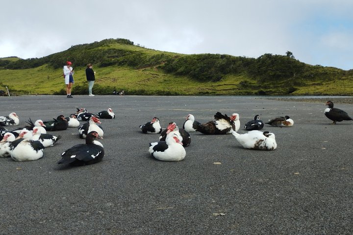 Pico Lakes and Highlands Tour Volcanic Lagoons Experience