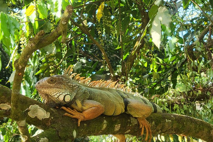 MINCA: Eco-Walk, Coffee Farm, Waterfall & Chocolate Experience!