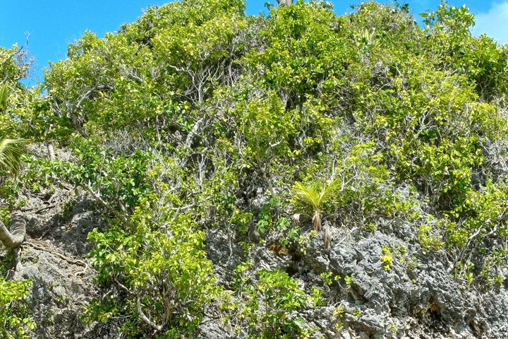Tongatapu Highlights Tour from Royal Sites to Coastal Wonders